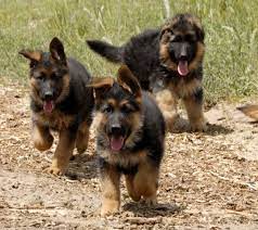 Sire was never registered with ak…. Quotes About Search And Rescue German Shepherds Quotesgram