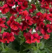 Image result for Nesaea pedroi