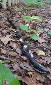 Check spelling or type a new query. Recognizing Venomous Snakes Elachee Nature Science Center