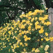 Golden Showers Climbing Rose Yellow Climbing Rose Climbing Roses Beautiful Gardens