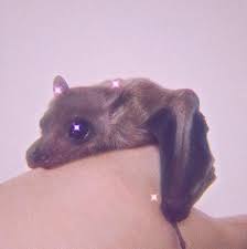 Bat Bb Baby Animals Cute Animals Cute Bat