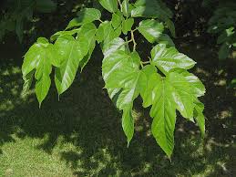 Image result for Broussonetia