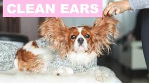 Envisions a new company direction while staying committed to its existing, successful business. How To Properly Clean Your Dog S Ears Dog Care Tips Youtube