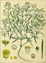 Image result for Vahliaceae