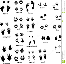 Tierspuren.net ist ein projekt um das bestimmen und spurenlesen von tierspuren zu erleichtern. Ratsel Tierspuren Skifahren Irmi Die Ratselbiene Kw 0511 Ratsel Mit Tierspuren Im Schnee Naturwissenschaft Lernspiele Vorschule Wald Nacht Lernen Tiere Basteln Decorados De Unas