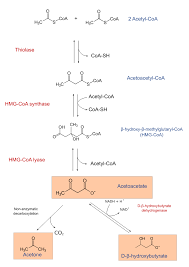 It is a process that leaves. Ketogenesis Wikipedia