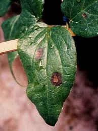 Check spelling or type a new query. Does Clematis Wilt Really Exist Garden Myths