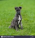 Lurcher Dog Breed Information and Pictures