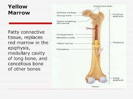 We did not find results for: Unit 2 Basics Of Human Anatomy And Physiology Ppt Download