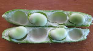 You can sow broad beans from october onwards, but make sure the ground is not frozen. I Love The Furry Insides Of The Broad Bean Pods Mybeautfulthings