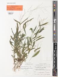 Image result for Craspedorhachis