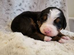 Welcome to onebarkplaza's puppy finder! Bernese Mountain Dog Puppies Near Me Review At Puppies Api Ufc Com