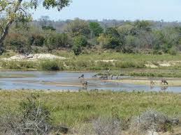 Image result for Maerua juncea