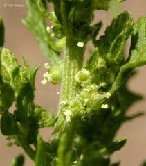 Image result for Dysphania procera