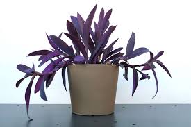 The young purple passion plant has velvety leaves and thick, deep purple hairs on a green colored leaf with a cascading habit, making it perfect for an inside hanging basket. 15 Beautiful Trailing Plants To Add To Your Collection
