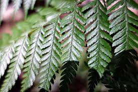 Image result for Diplazium humbertii