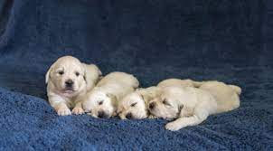 English cream golden retriever puppies are often described as little bundles of energy. Home