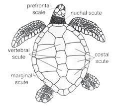 Adults have a carapace (upper shell) length of up to 28 inches and can weigh 75 to 100 pounds. Sea Turtles Roberta S Scuba Shack