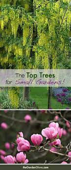 The Top Trees For Small Gardens The Garden Glove Small Gardens Trees For Small Gardens Garden Trees