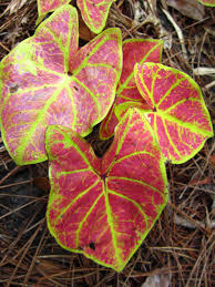 Caladium New Wave A Beautiful Tissue Culture Caladium Calathea Plant Shade Plants Foliage Plants