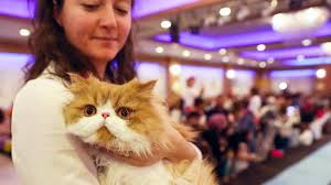 Ada banyak sekali kucing imut sedunia yang perlu kalian ketahui. Jenis Jenis Kucing Terlucu Di Seluruh Dunia Yang Bisa Anda Pelihara