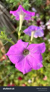 Image result for Petunia axillaris