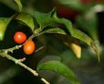 Image result for Coffea mufindiensis