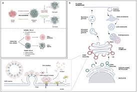 Image result for Oncogene