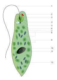 Contractile vacuole function in animal cell. 41 3a Contractile Vacuoles In Microorganisms Biology Libretexts