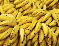 Cara menanam pisang cavendish vlog100. Rafi Irfan On Behance