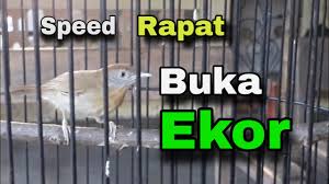 Melatih burung cucak hijau mini agar mau makan voer memang memerlukan trik tersendiri. Cucak Jenggot Mini Gacor Teler Pancingan Ampuh Buat Semua Burung Youtube