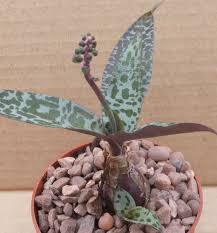 Ledebouria Socialis South African Clustering Spotted Leaf Succulent Bulb Plants Cacti And Succulents Succulents Garden
