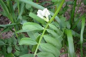 Image result for Vicia sativa