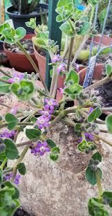 Image result for Apocynaceae subfamily Periplocoideae