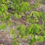 Image result for Grewia stolzii