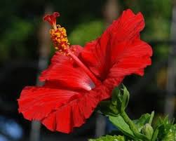 The gumamela is the only flower that has a stamina column. Turning Boholano Gumamela Gumamela Hibiscus Flowers Flower Aesthetic