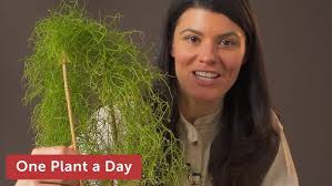 Image result for Bowiea volubilis