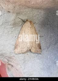 Image result for Photedes extrema