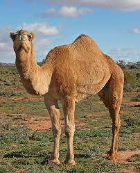 Camel canel