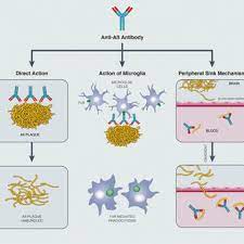 Aducanumab is a human monoclonal antibody that has been studied for the treatment of alzheimer's disease (ad). Mechanism Of Amyloid B Ab Removal Via Ab Specific Antibodies Fcr Download Scientific Diagram
