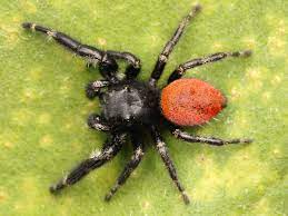 Wolf spiders usually have legs the same color as their bodies. Phidippus Johnsoni Wikipedia
