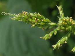 Image result for Setaria poiretiana