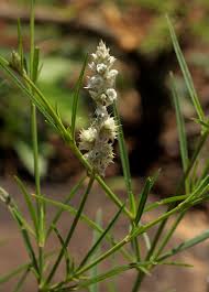 Image result for Kyphocarpa angustifolia