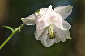 These plants have large flowers in summers and make. 45 Types Of White Flowers With Pictures Flower Glossary
