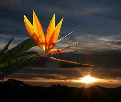 Strelitzia Cennet Kusu Cennet Kusu