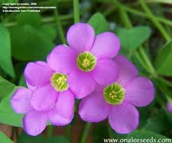 Image result for Oxalis latifolia