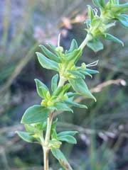 Image result for Anthospermum