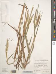 Image result for Cenchrus polystachios