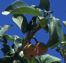 Image result for Ficus sycomorus