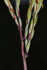 Image result for Trachypogon spicatus